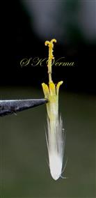  Disc floret with hairs on ovary
